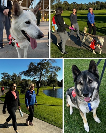 dogs day out