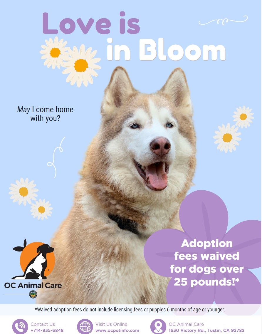 adopt