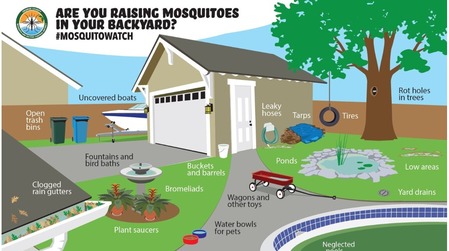 mosquito