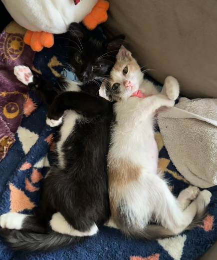 sittin with kittens