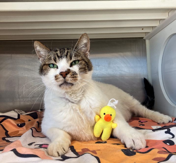 Elbee, Pet of the Week