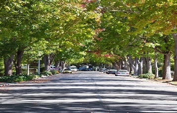 Tree-lined street in Palo Alto