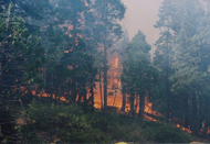 Forest fire
