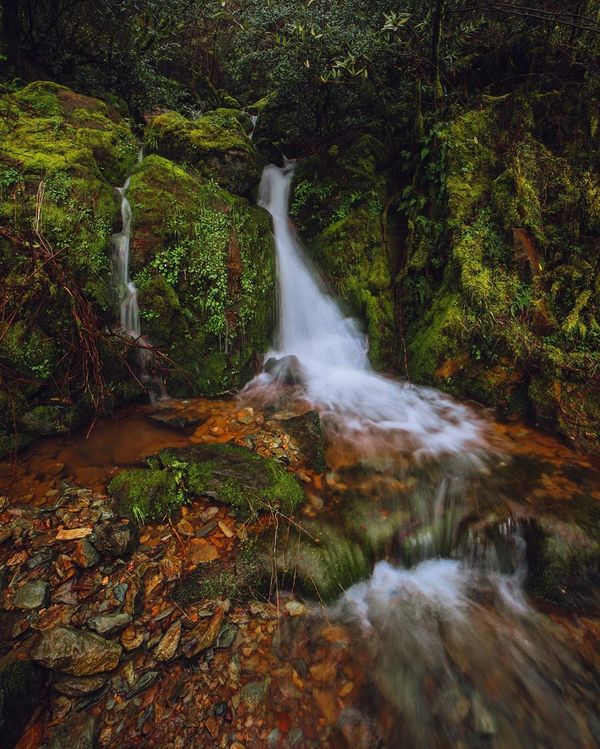 Photo of water flowing between moss covered rocks. 