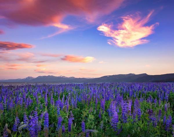 Photo of  a meadow full of purple flowers with mountains in the background at sunset. 
