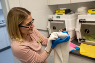 Photo of a woman wearing gloves holding a baby possum wrapped in a blanket. 