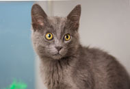 Photo of a grey kitten. 