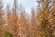 cluster of dying pine trees