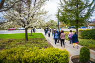 Photo of a group walking on a paved sidewalk under a blooming spring tree. 