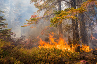 Photo of brush on fire under a tree in the forest. 