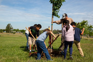 Photo of children helping to plant a tree. 