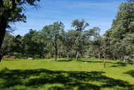 Photo of oak trees and a grassy field. 
