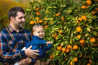 Photo of a dad and baby picking oranges. 