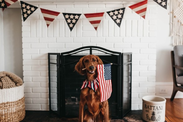 4th of July pup