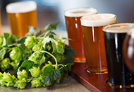 beer and hops on a table