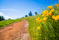 Hidden Falls Trail with green grass and brown dirt