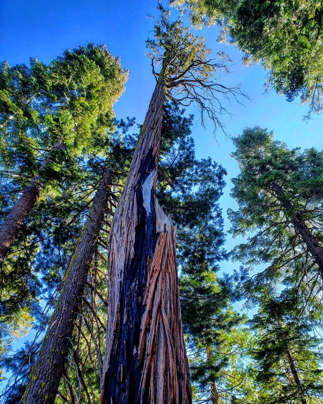 Tall evergreen tree against a blue sky 