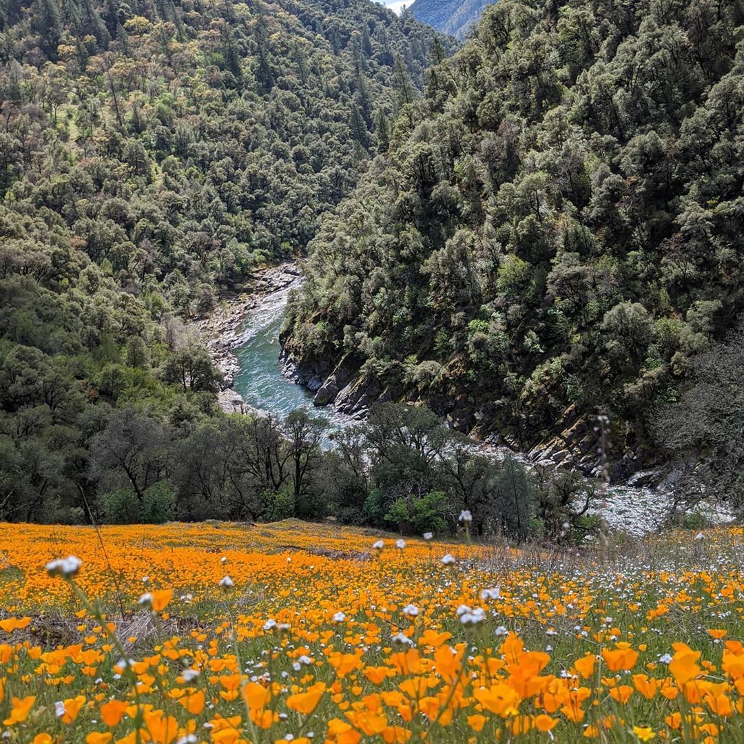 Poppy field next to a river