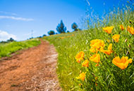 poppy's next to a hiking trail