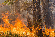 protect your home from wildfire