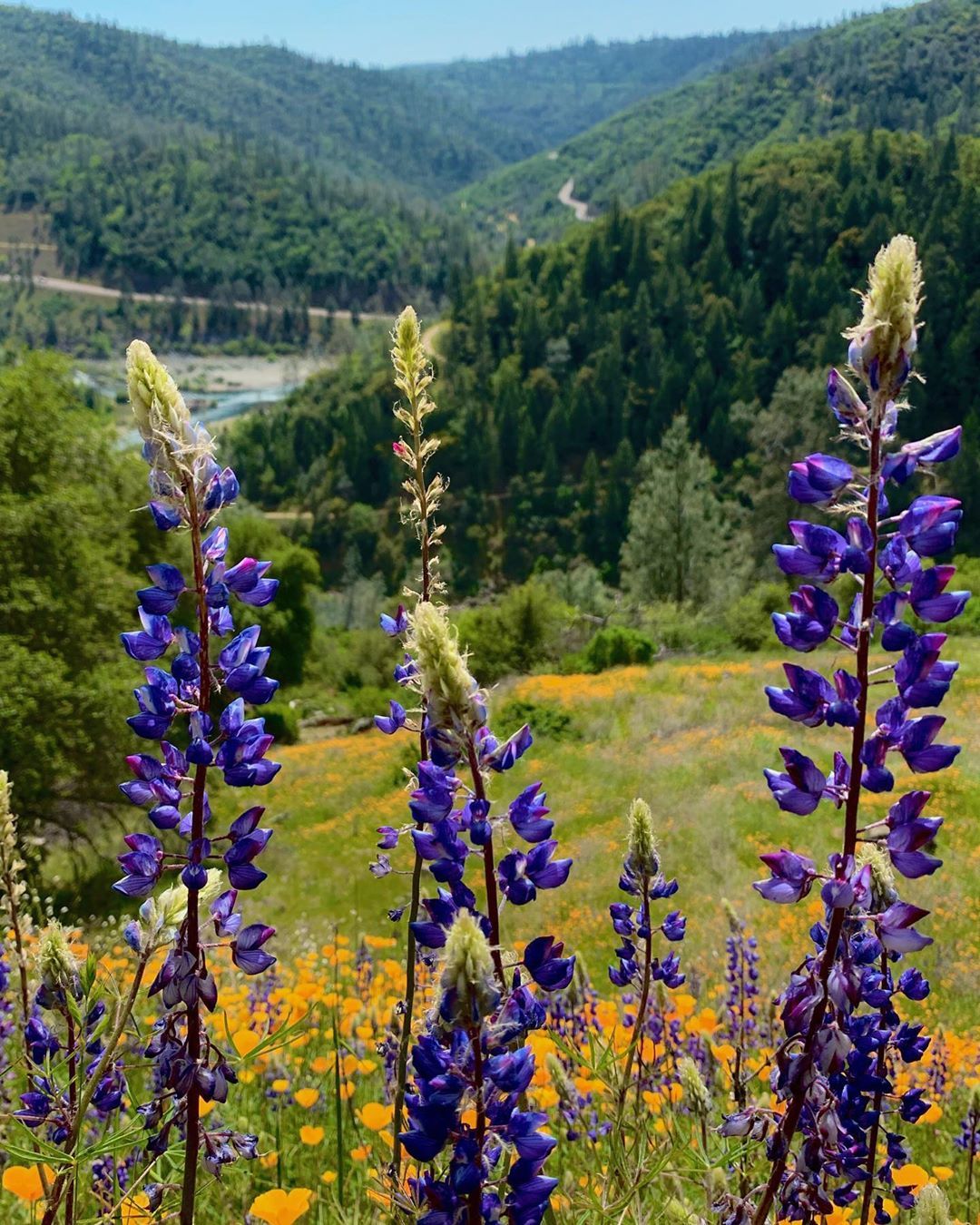 Flowers in placer county