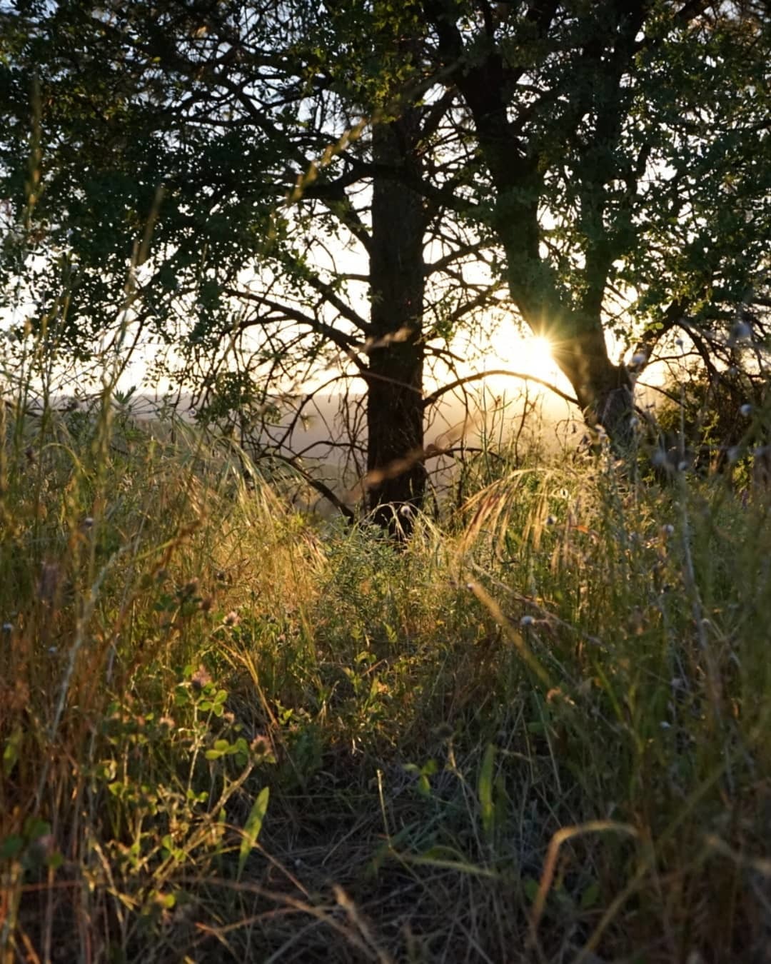 tree with the sun behind it