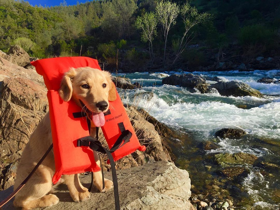 Dog wearing life Jacket on a leash next to a river