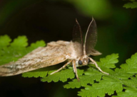 Photograph of a gypsy moth on a plant leaf