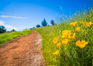 Golden poppy flowers line a red dirt foot trail amid rolling green hills 