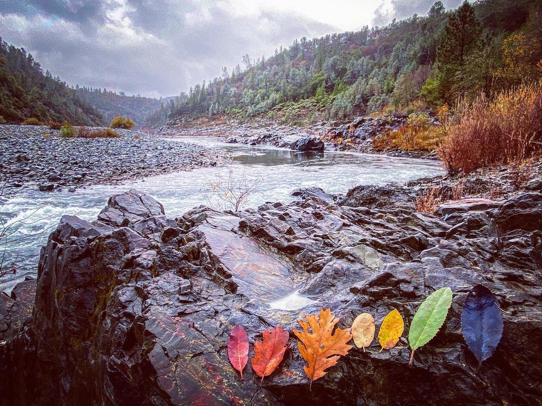 Photo of colorful leaves resting on a rock on the bank of a river. 