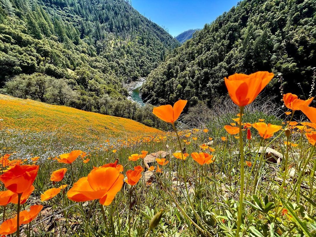 poppy field in the summer on a hill