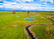 Yellowish green grass with a blue horizon some pools of water and two dried up trees