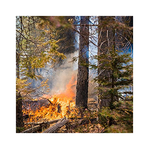 wildfire