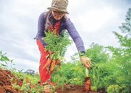 A Woman gardening