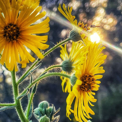 This #PlacerLife photo, captured in Penryn, was taken by @mybucketlistlife_ja_ on Instagram. 