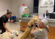 Dog reunited with owner