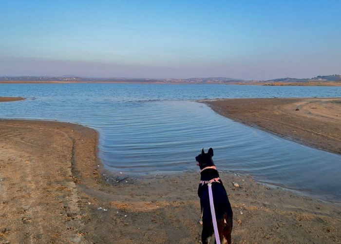 Dog and Lake