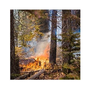 wildfire