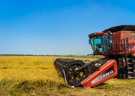 Rice Harvest