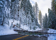 downed tree over road