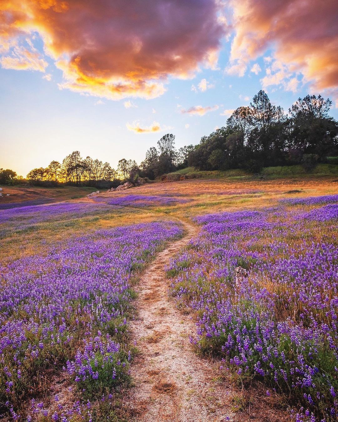 Placer County Photo of the week - fields of purple lupin flowers at sunset