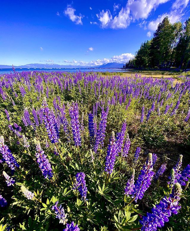Lupines in Tahoe City
