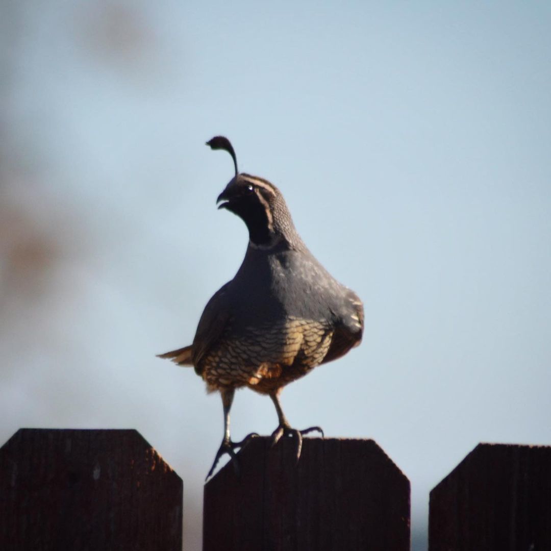 California quail on wooden fence