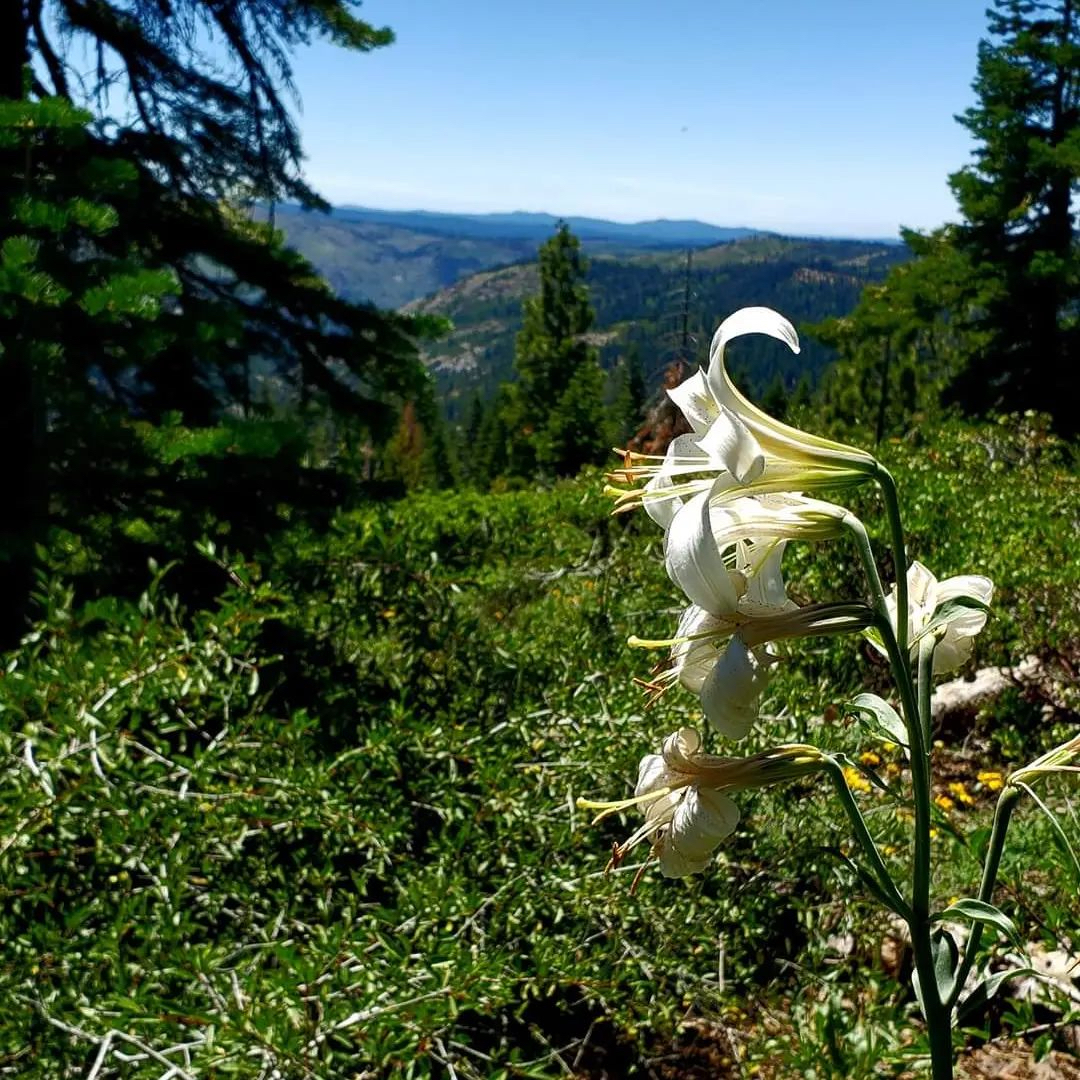 washington lilies over looking the American River Canyon