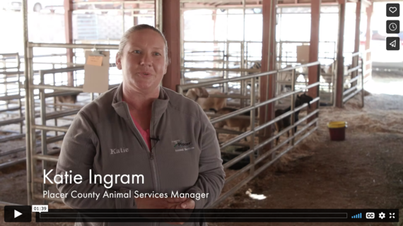 Caring for your animals during the Mosquito Fire evacuation