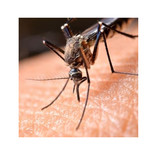 west nile virus