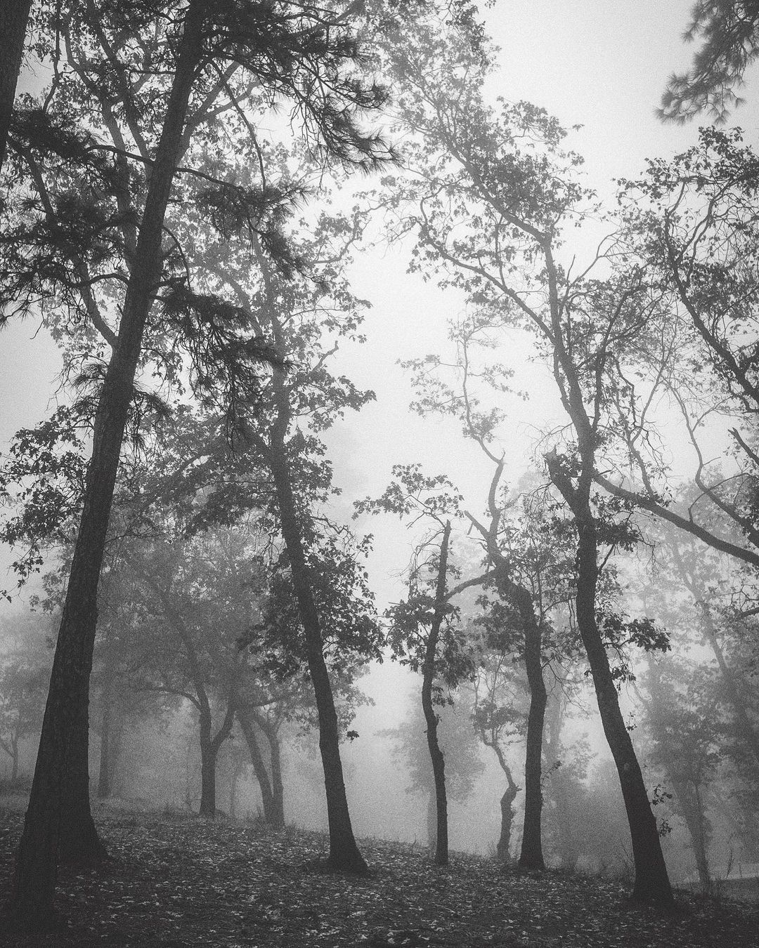 Misty forest in Weimar