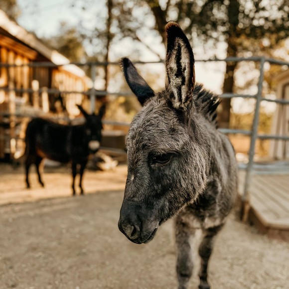 Donkey up close