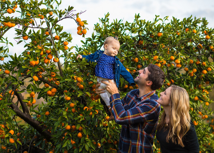 Family of three picking mandarins in an orchard 