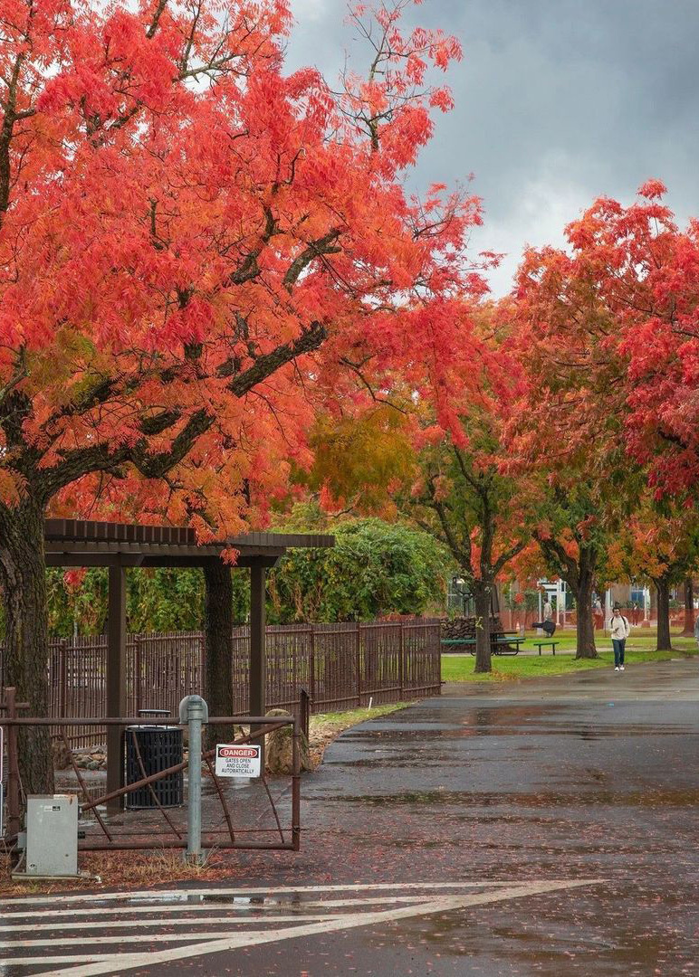 Sierra College campus trees on a rainy day